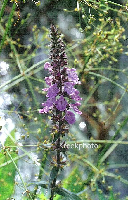 Stachys palustris