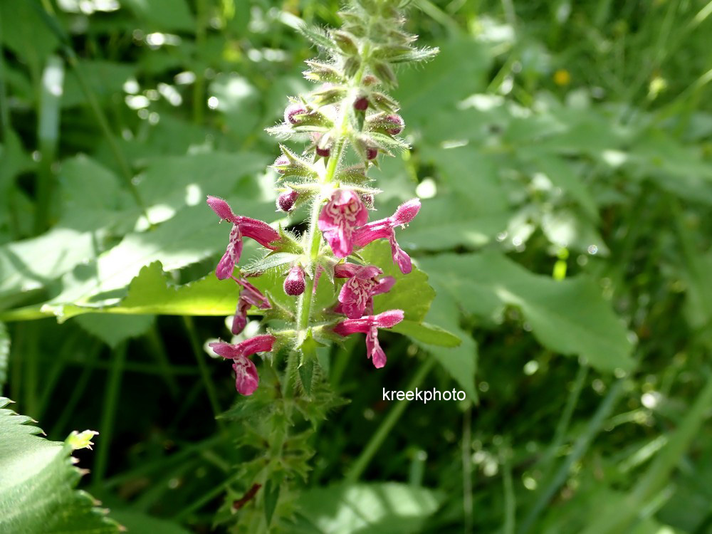 Stachys sylvatica