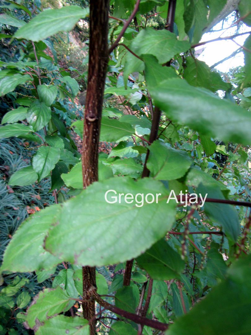 Stachyurus chinensis 'Wonderful Image'