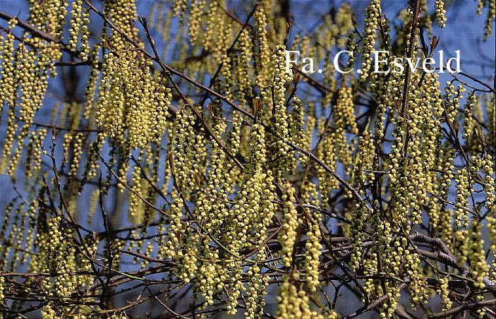 Stachyurus praecox 'Petra'