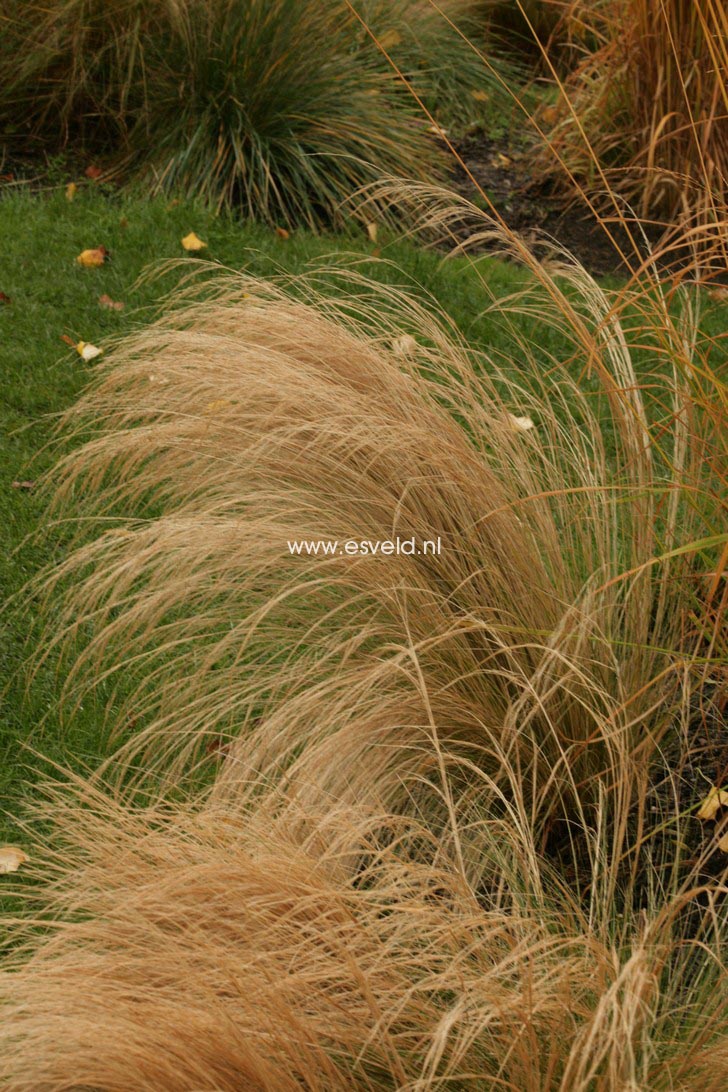 Stipa tenuissima 'Ponytails'