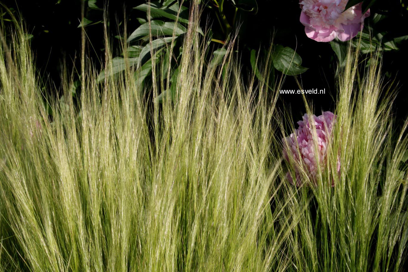 Stipa tenuissima