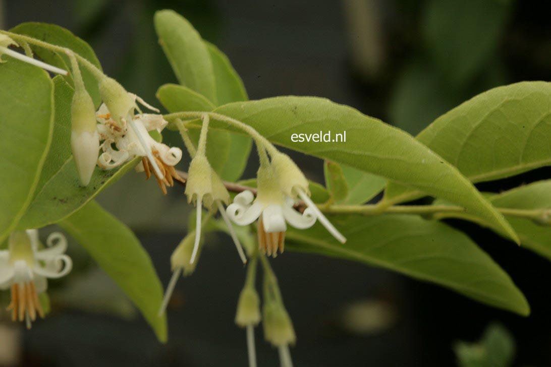 Styrax dasyanthus