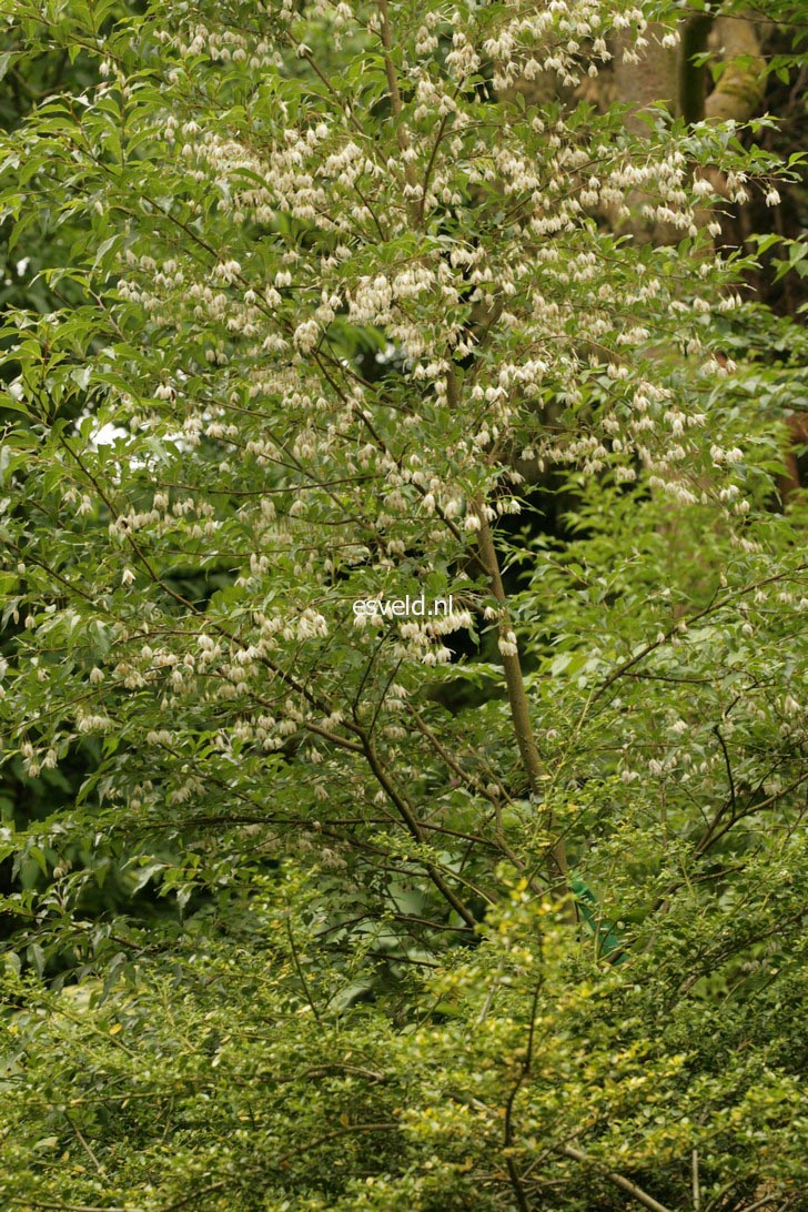 Styrax formosanus var. formosanus