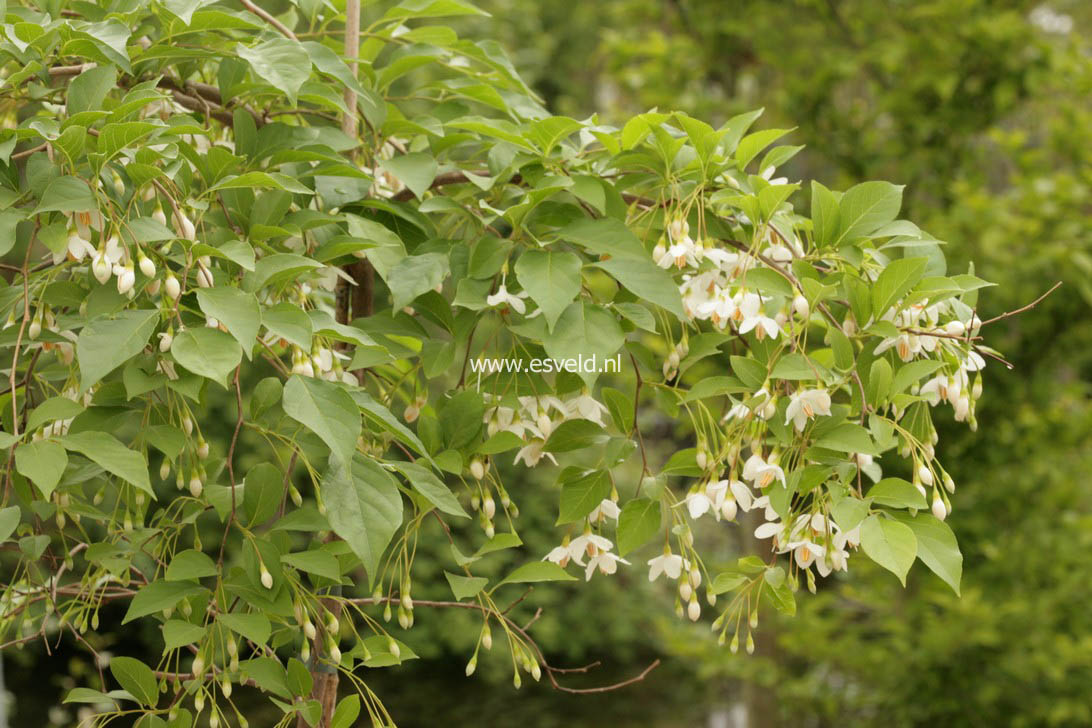 Styrax japonicus 'Chrystal'