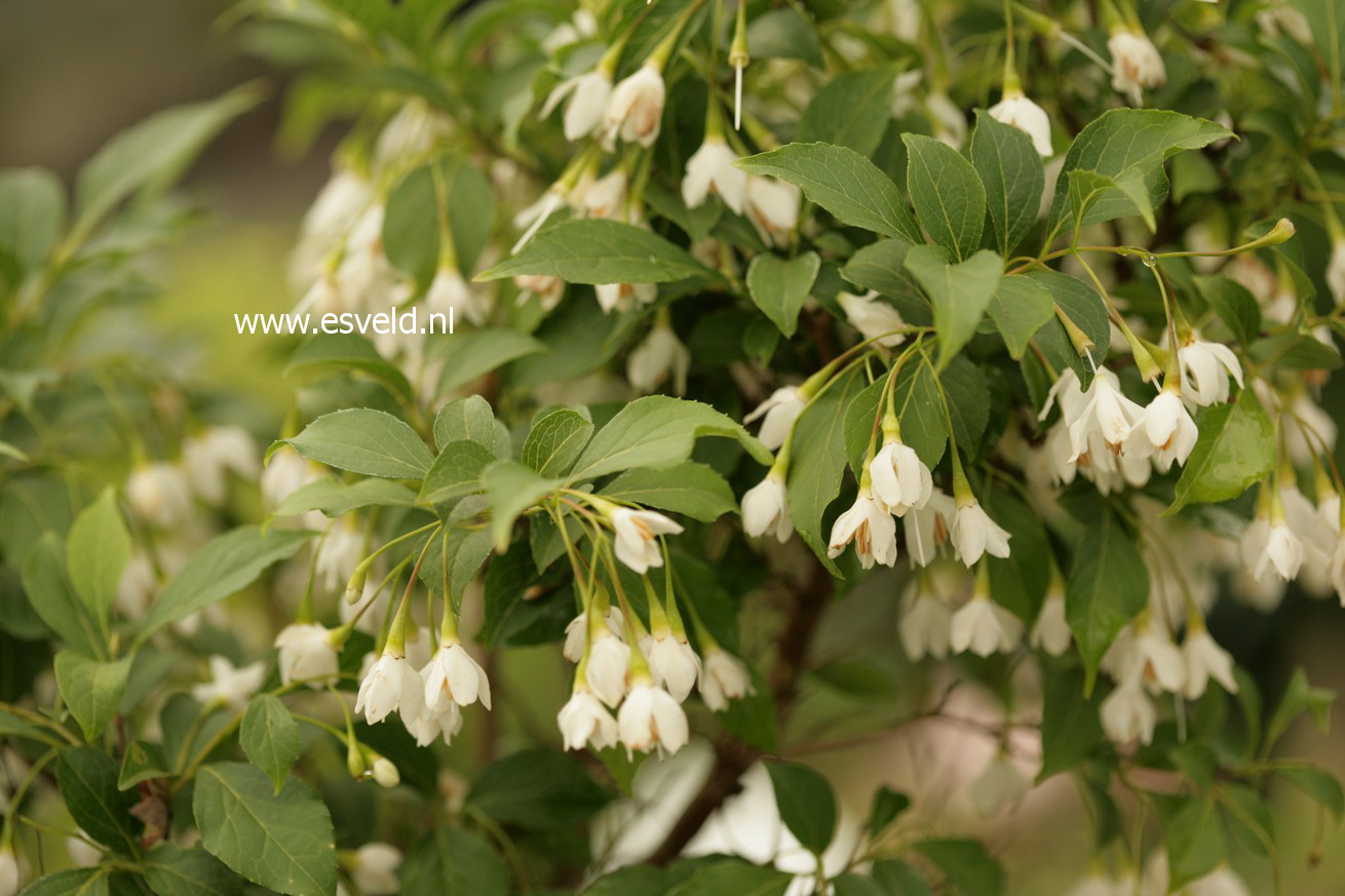 Styrax japonicus 'Hyme'