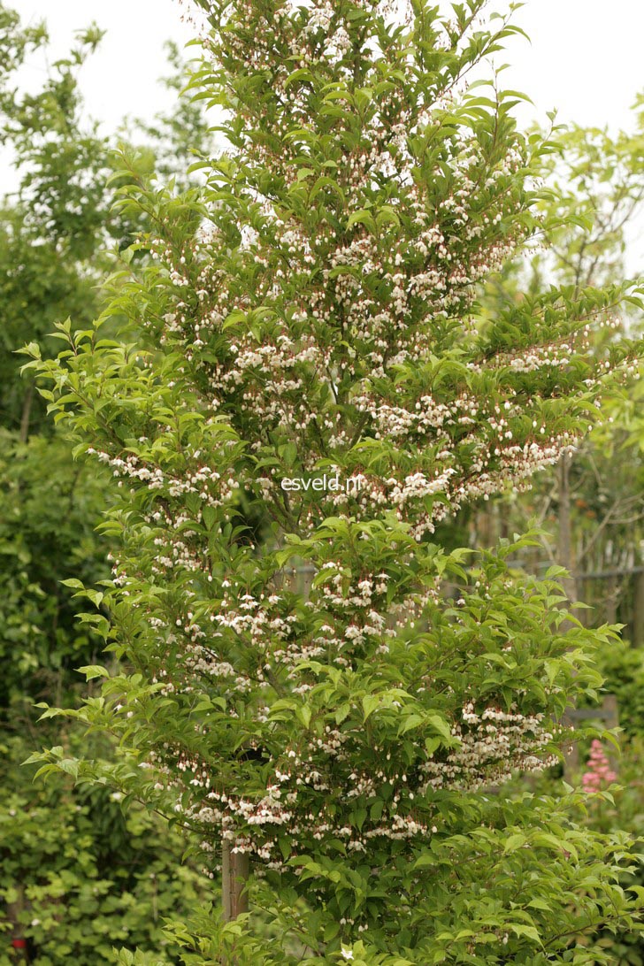 Styrax japonicus 'Peter Pan'
