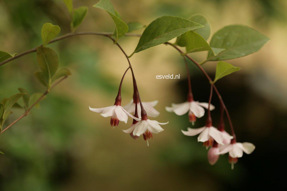 Styrax japonicus 'Pink Snowbell'