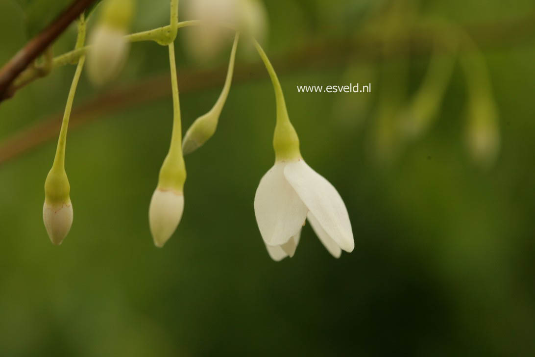 Styrax japonicus var. jippei-kawamurai