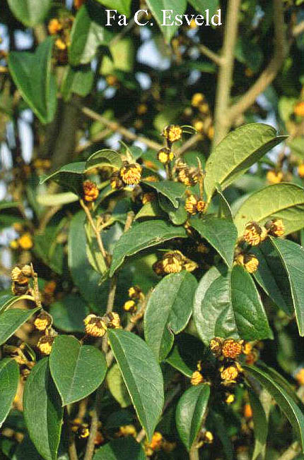 Sycopsis sinensis