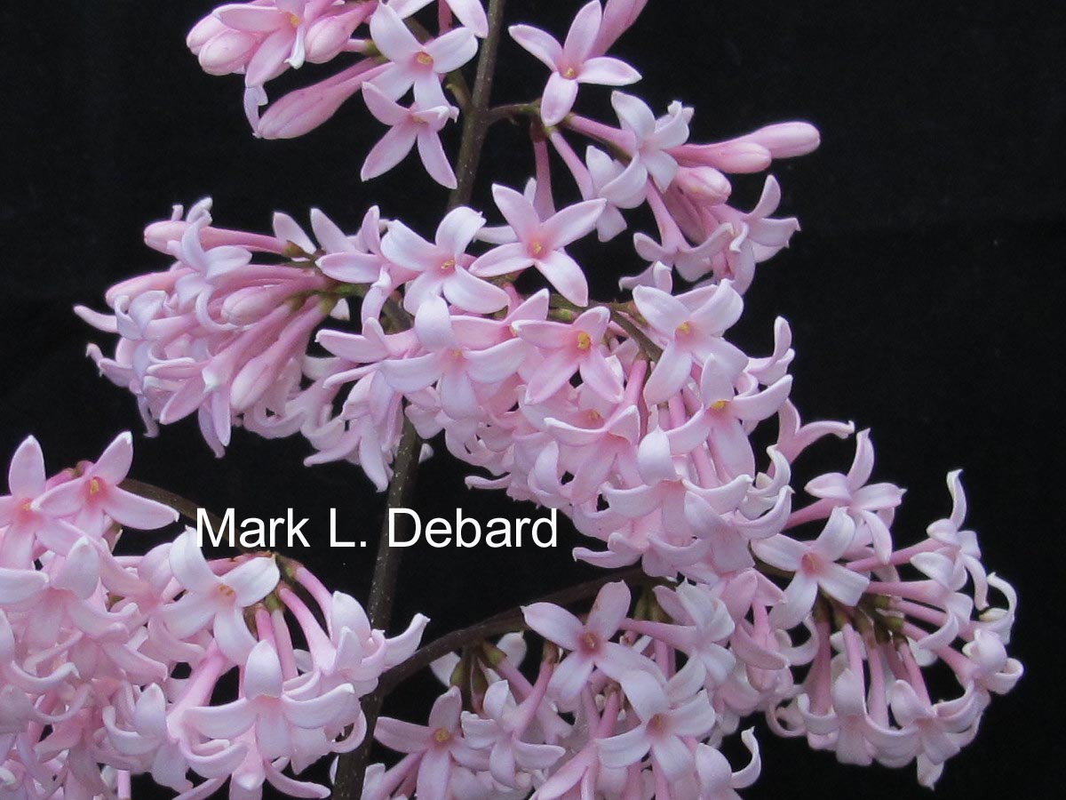 Syringa 'Bellicent'