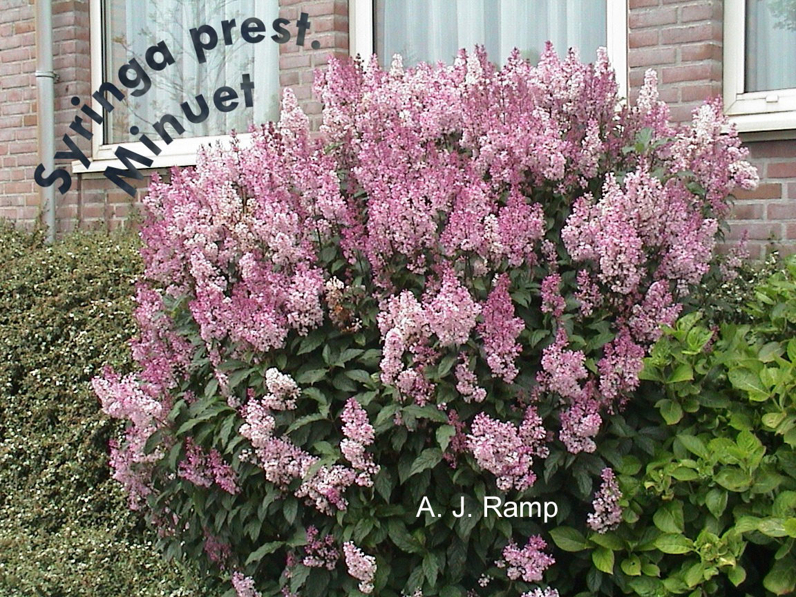 Syringa 'Minuet'