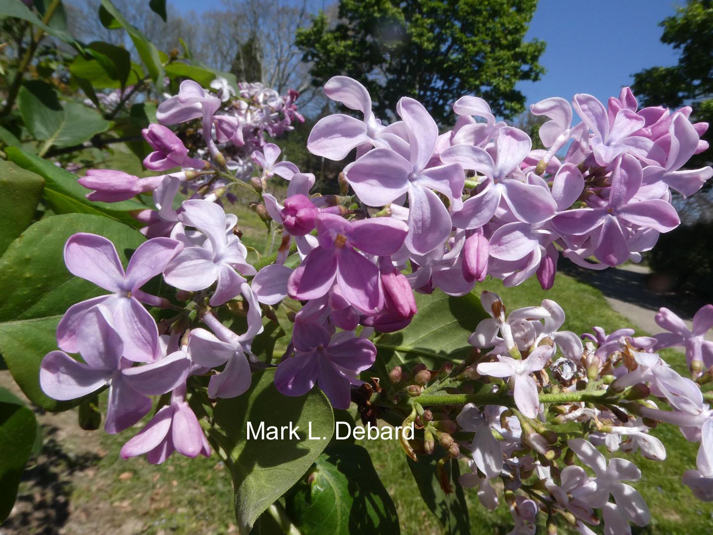 Syringa hyacinthiflora 'Buffon'