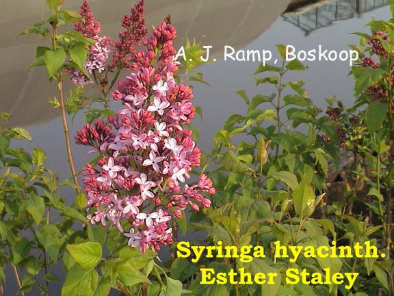 Syringa hyacinthiflora 'Esther Staley'