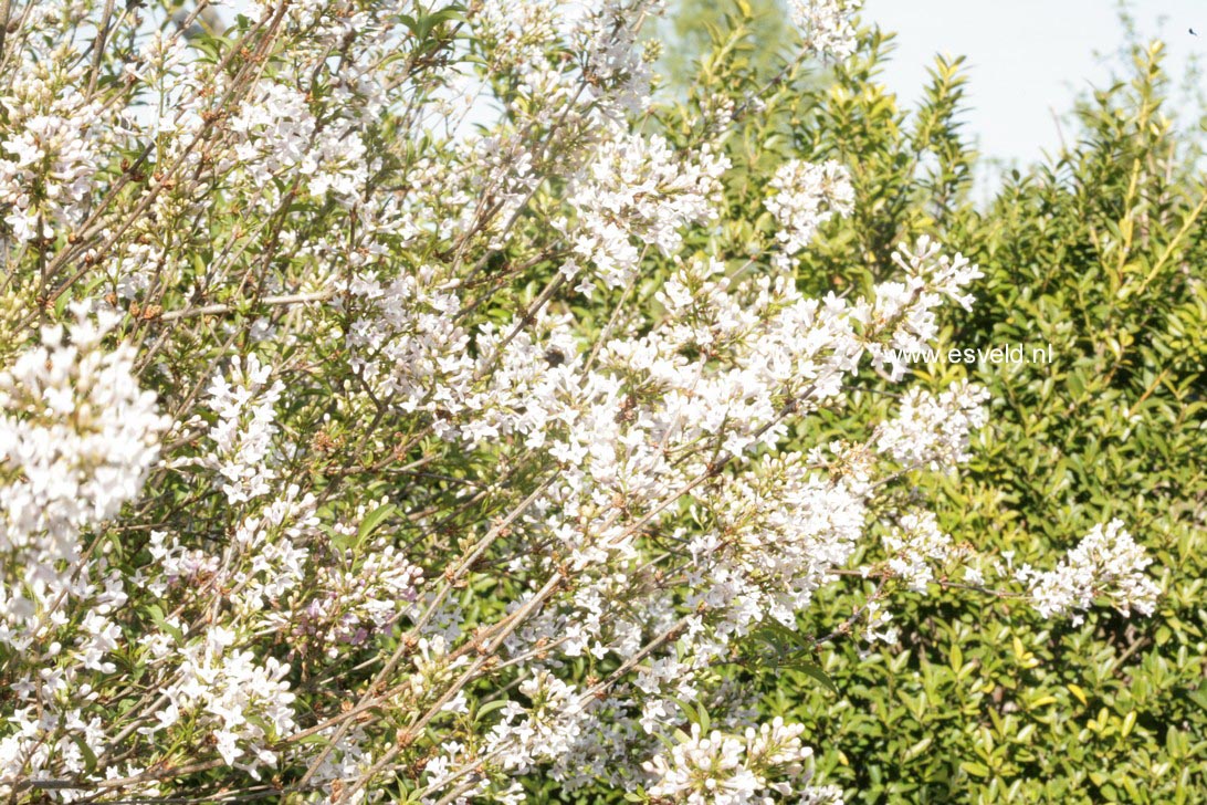 Syringa persica 'Alba'