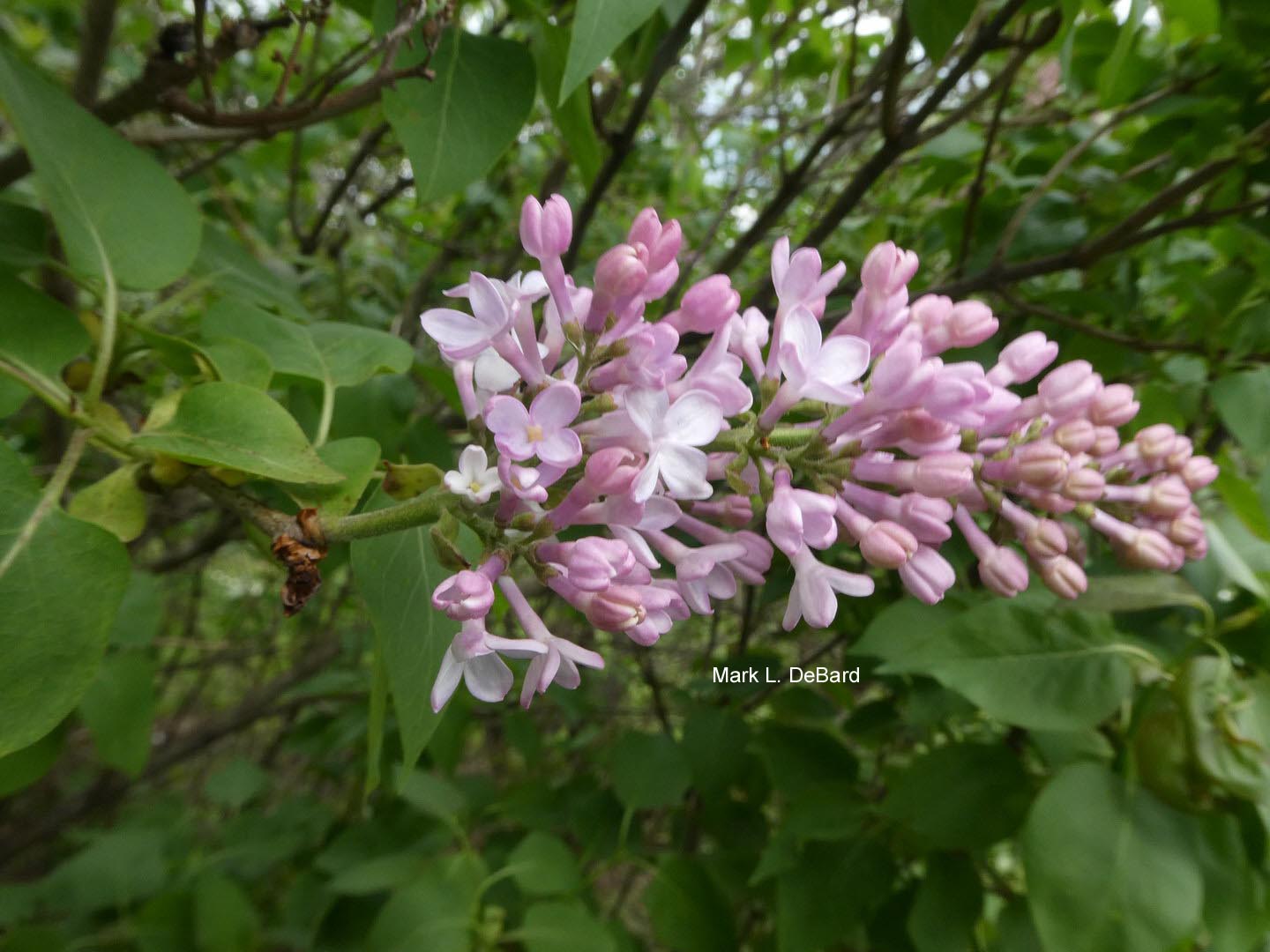 Syringa vulgaris 'Macrostachya'