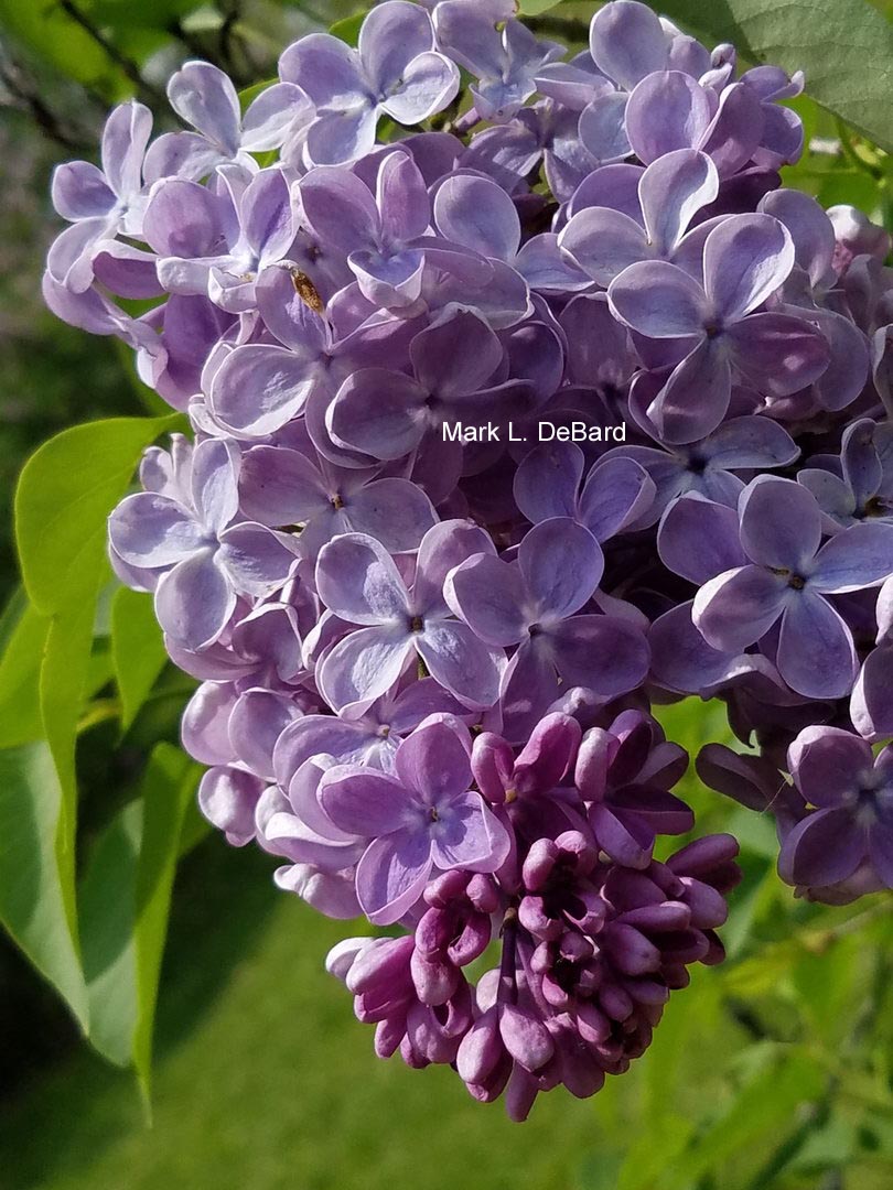 Syringa vulgaris 'Mechta'