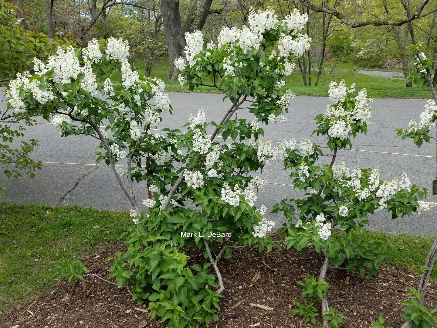 Syringa vulgaris 'Rochester'