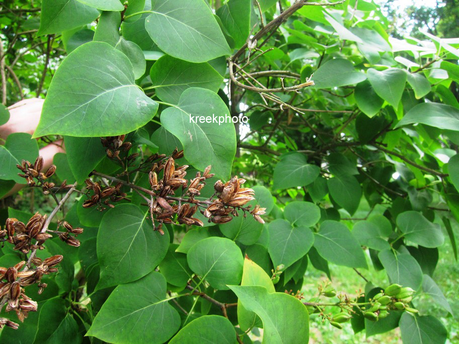 Syringa vulgaris