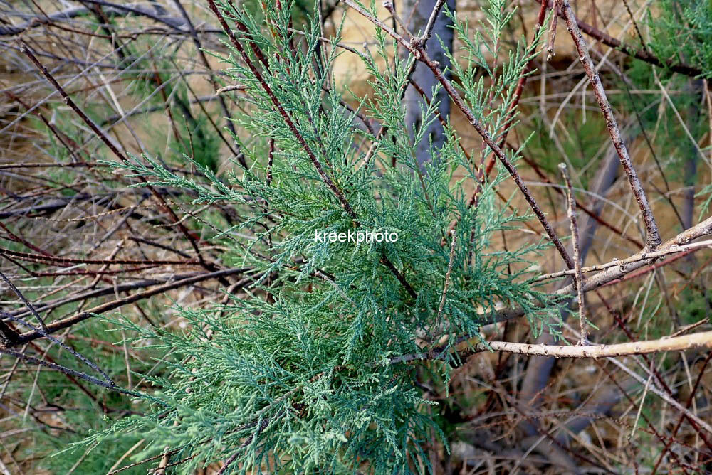 Tamarix gallica