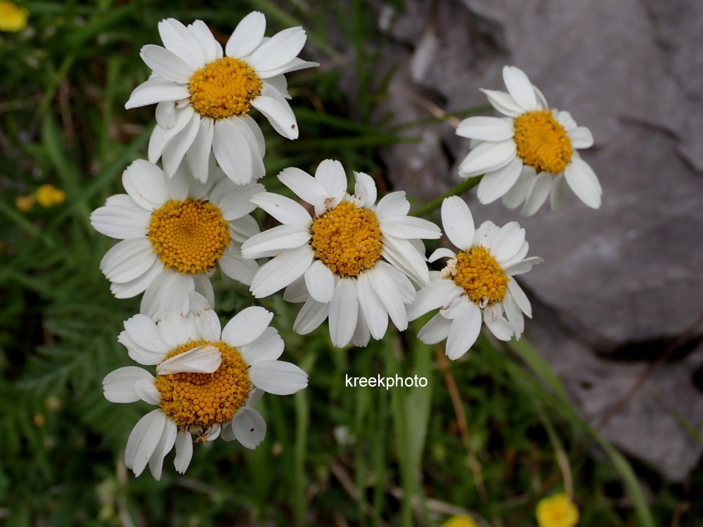 Tanacetum corymbosum