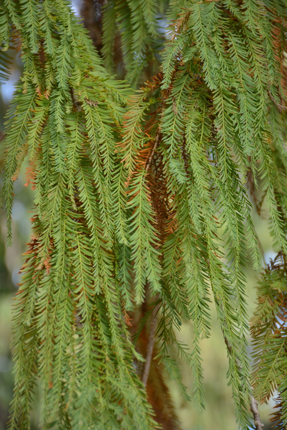 Taxodium mucronatum