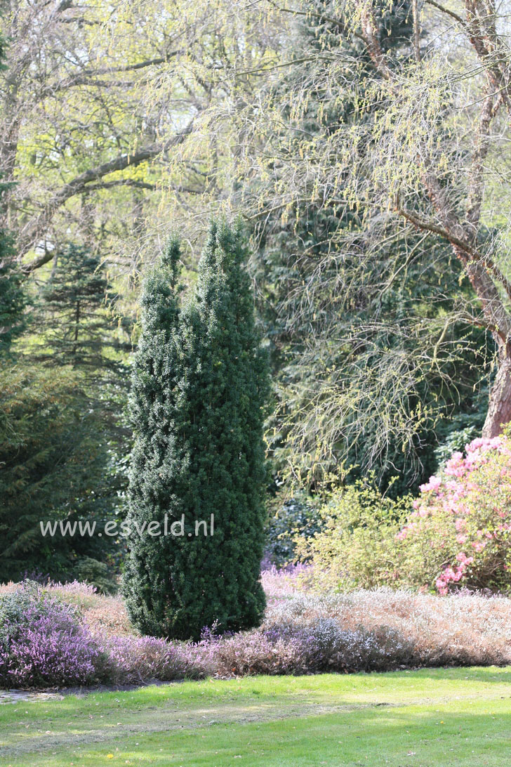 Taxus baccata 'Fastigiata'