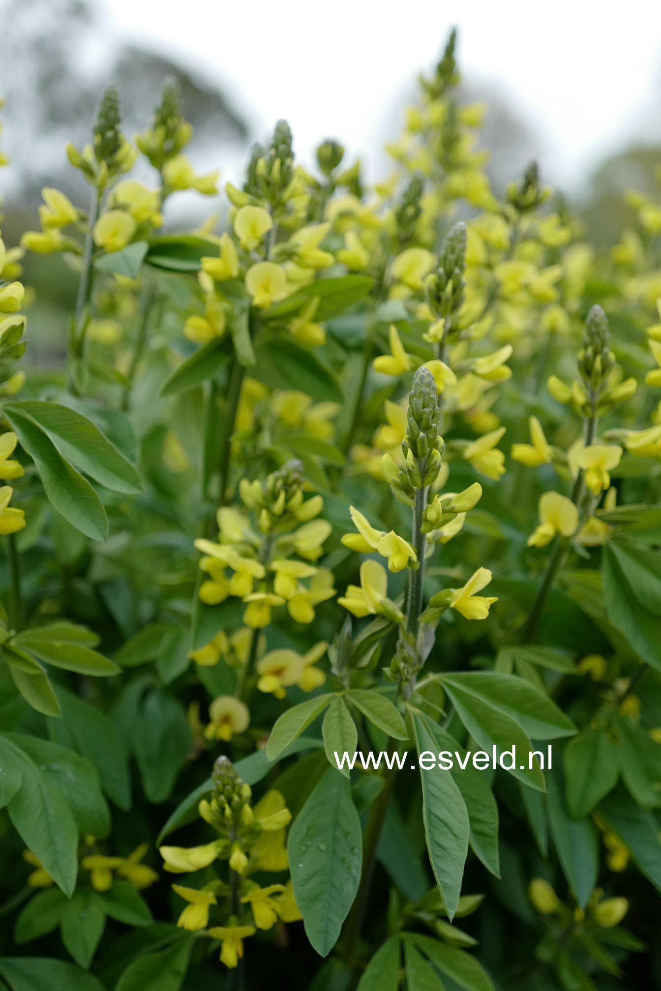 Thermopsis lanceolata