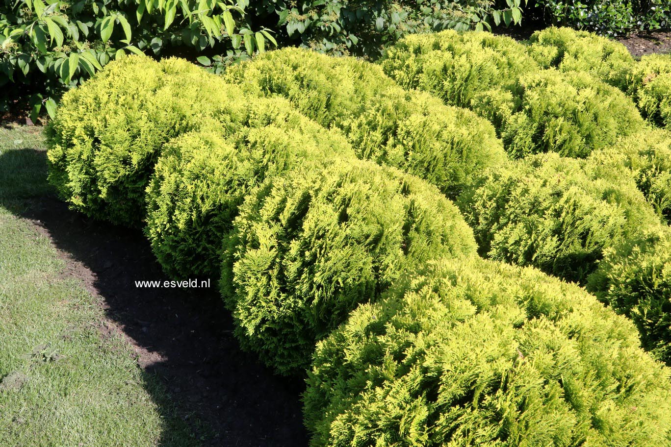 Thuja occidentalis 'Mirjam'