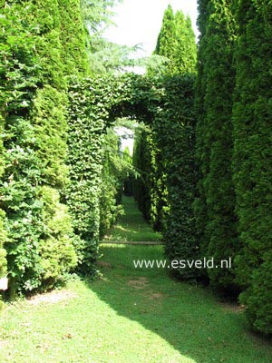 Thuja occidentalis 'Smaragd'