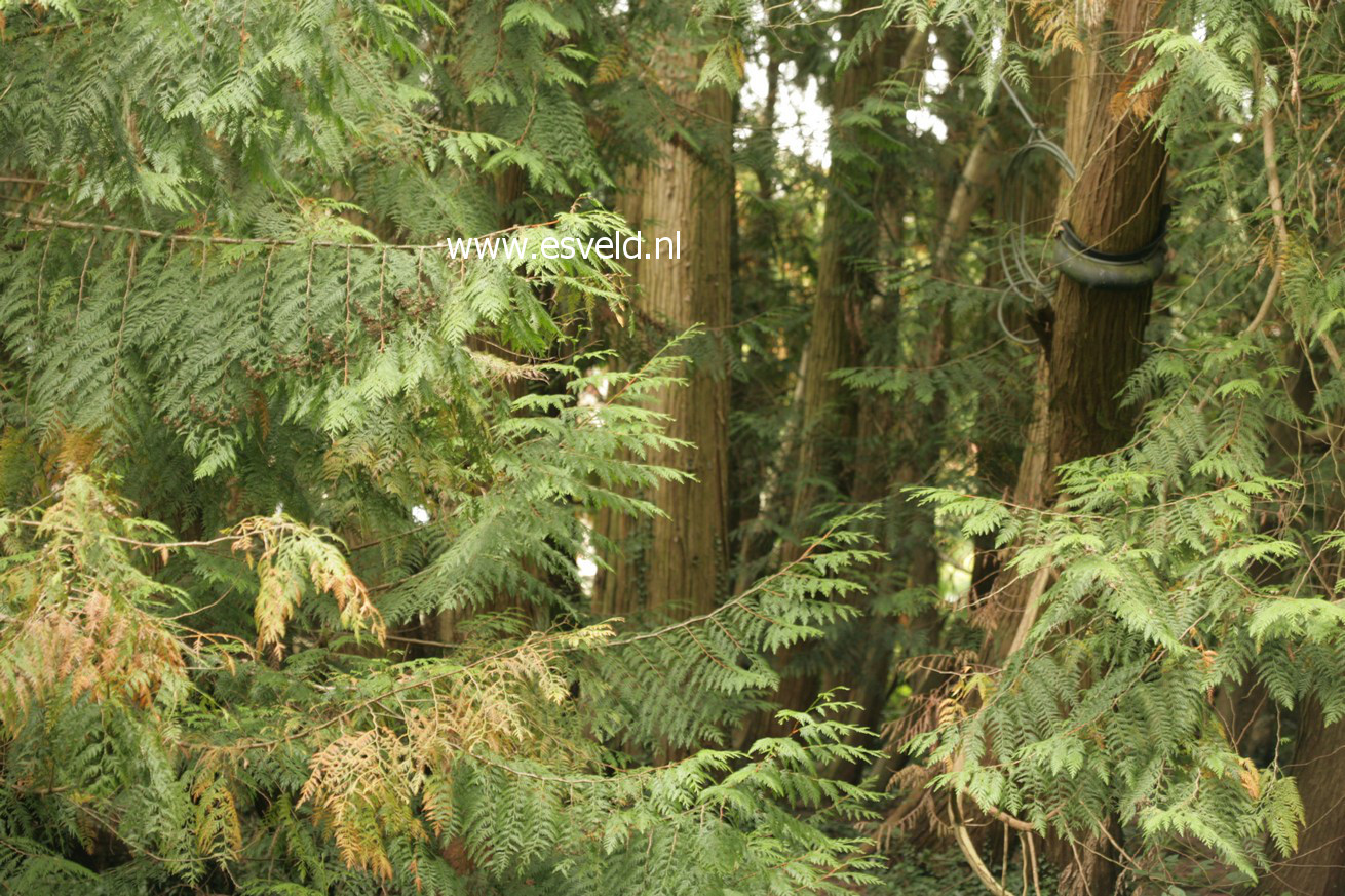 Thuja plicata