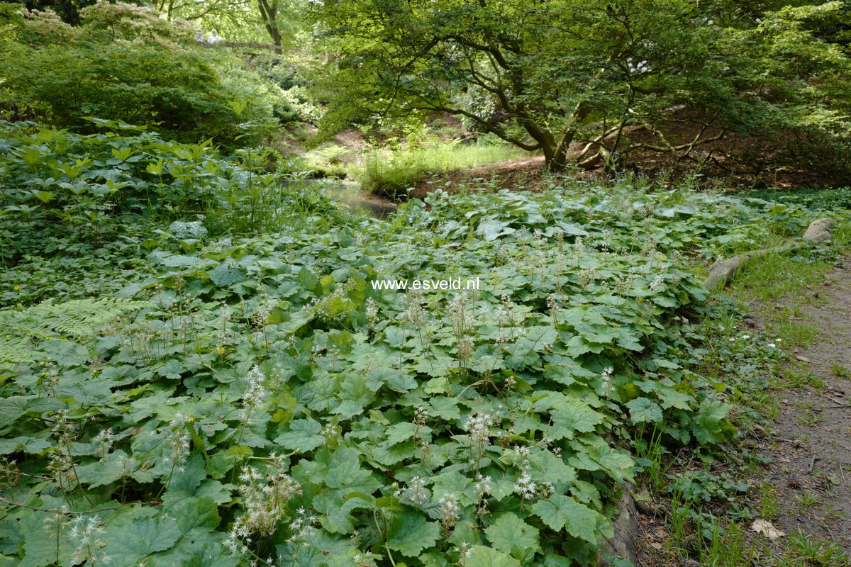 Tiarella cordifolia