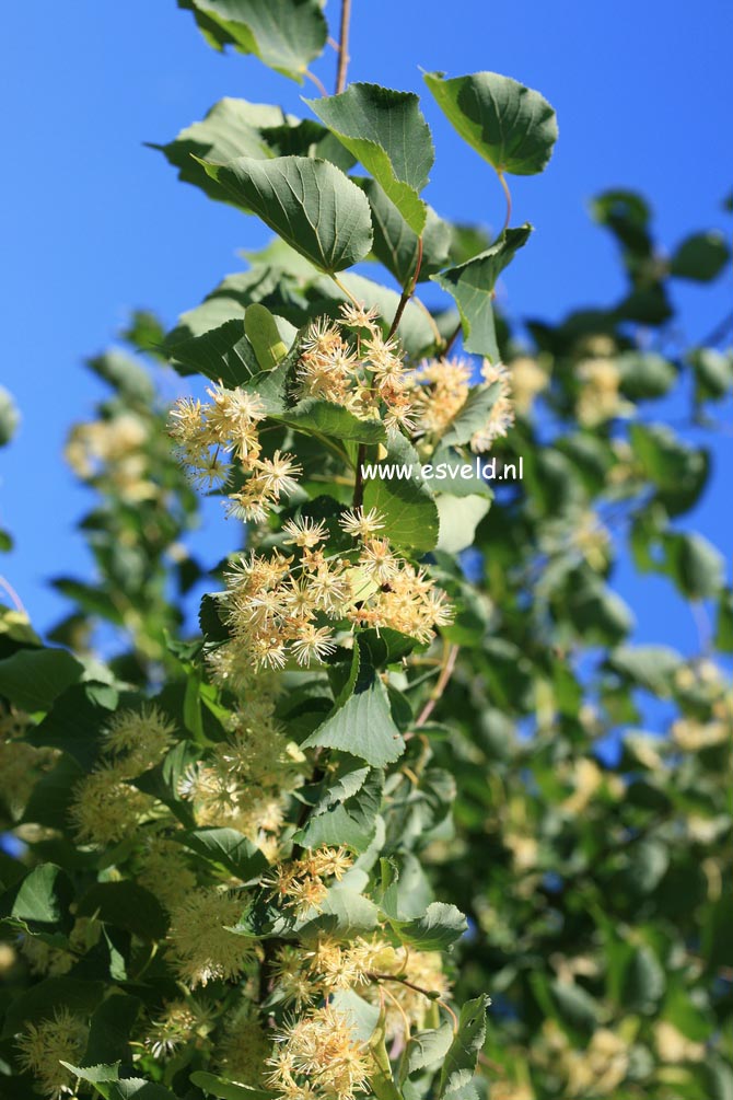 Tilia cordata