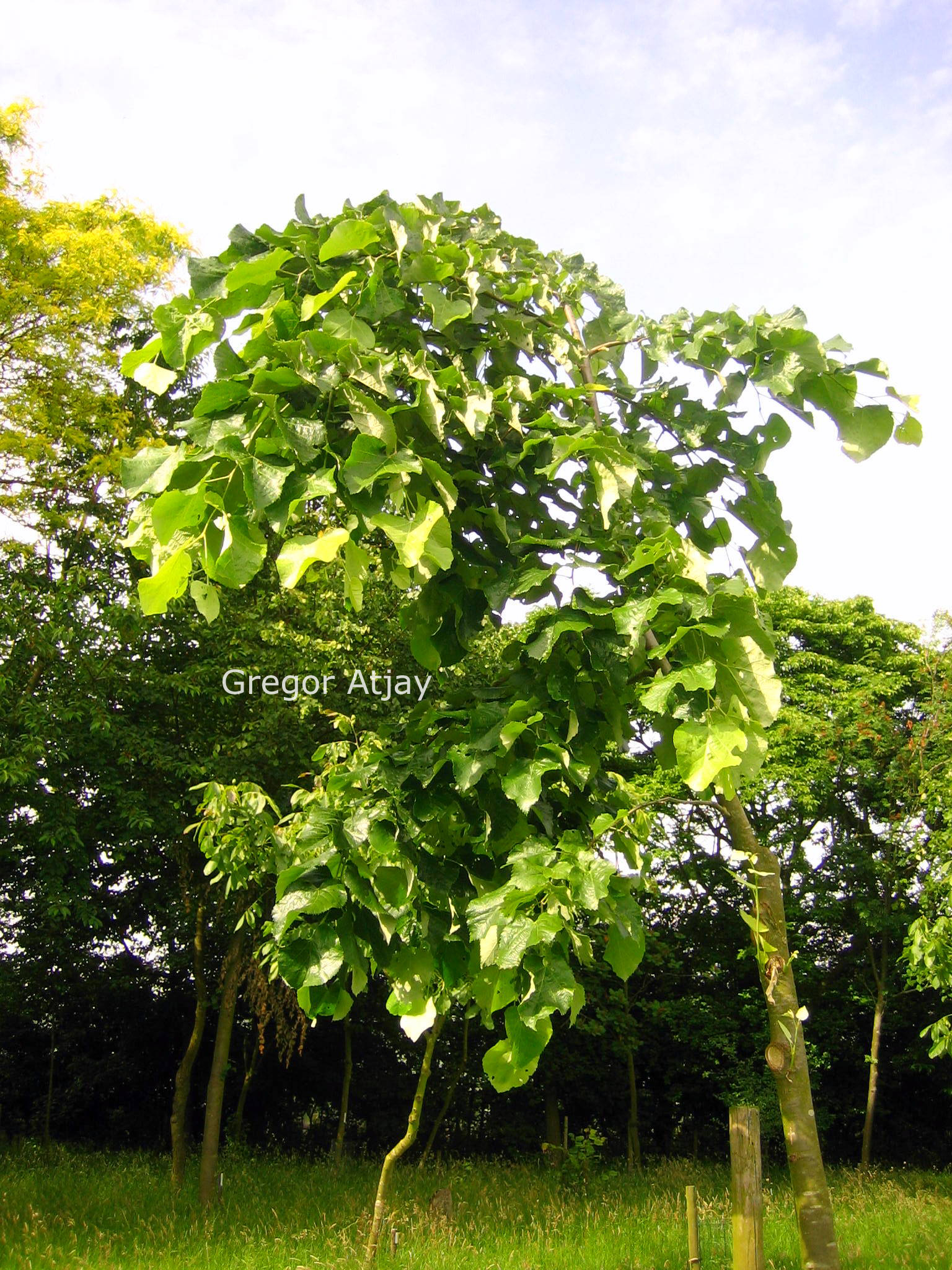 Tilia platyphyllos 'Rubra'