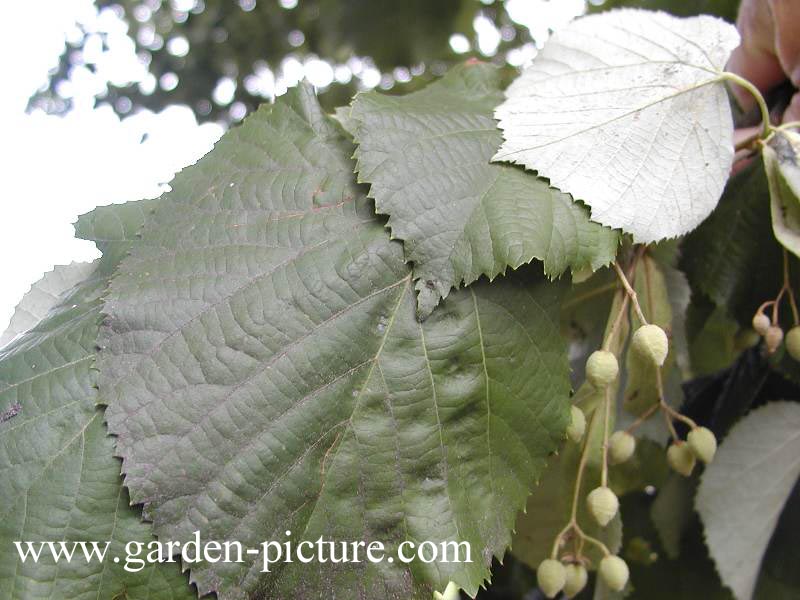 Tilia tomentosa