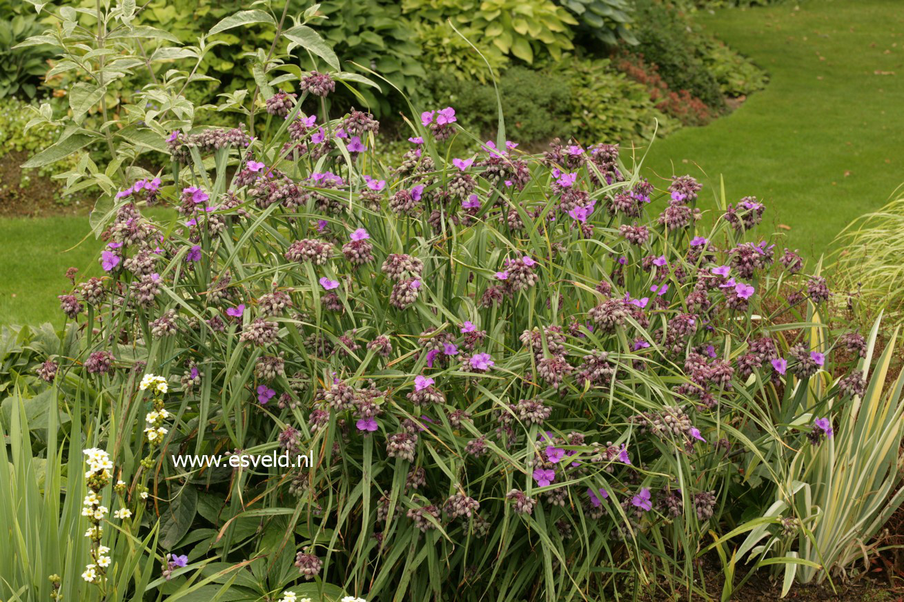 Tradescantia andersoniana 'Concord Grape'