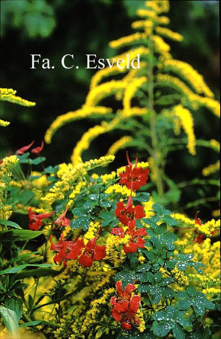 Tropaeolum speciosum