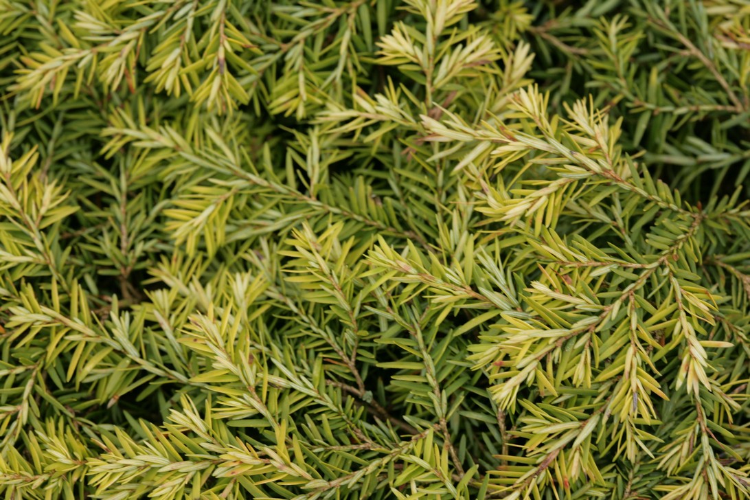 Tsuga canadensis 'Jeddeloh'