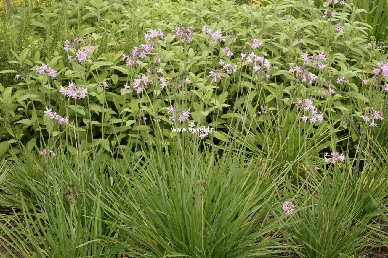 Tulbaghia violacea