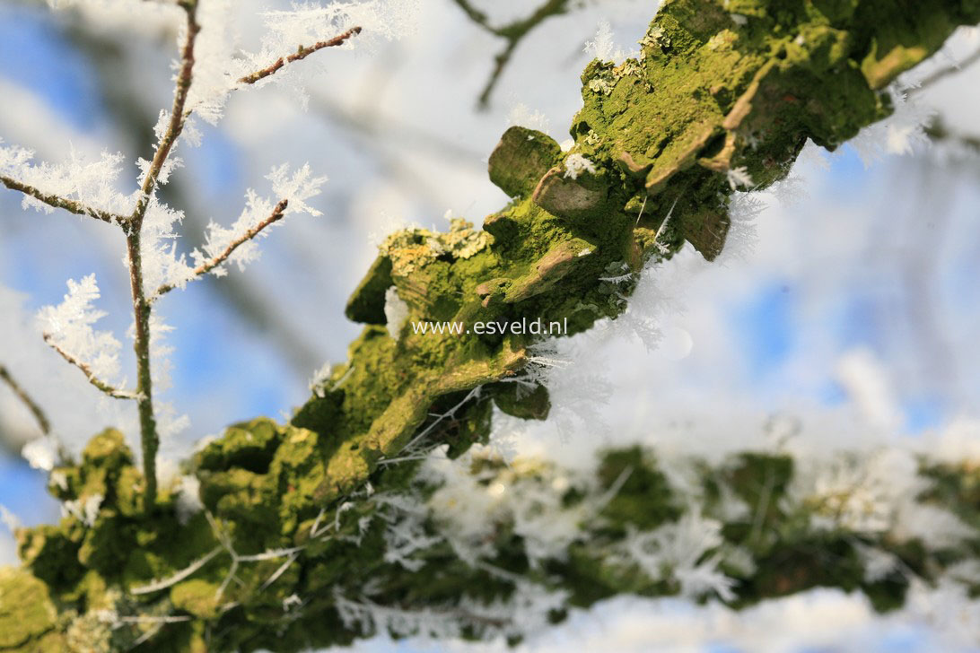 Ulmus minor var. suberosa