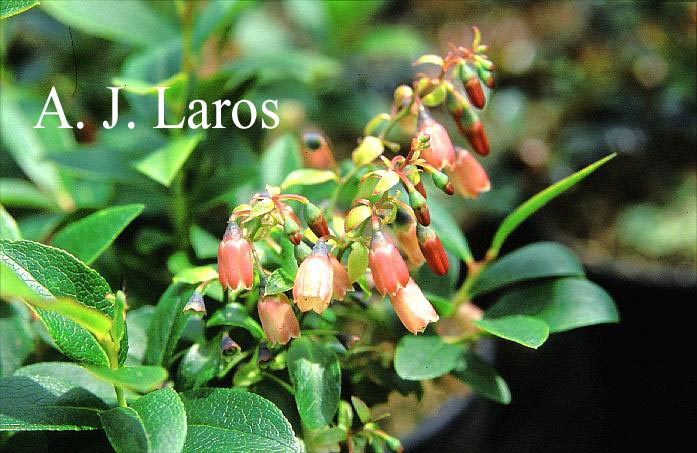 Vaccinium arctostaphylos