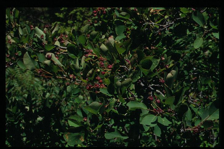 Vaccinium macrocarpon