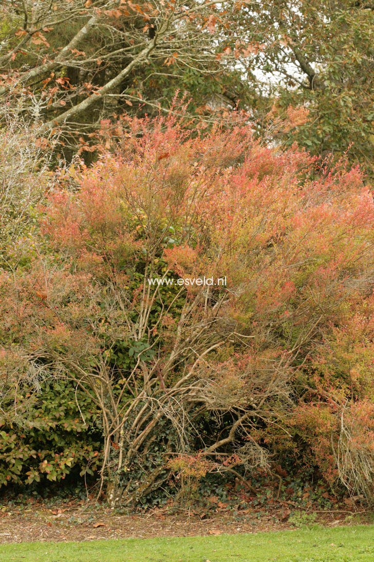 Vaccinium myrsinites