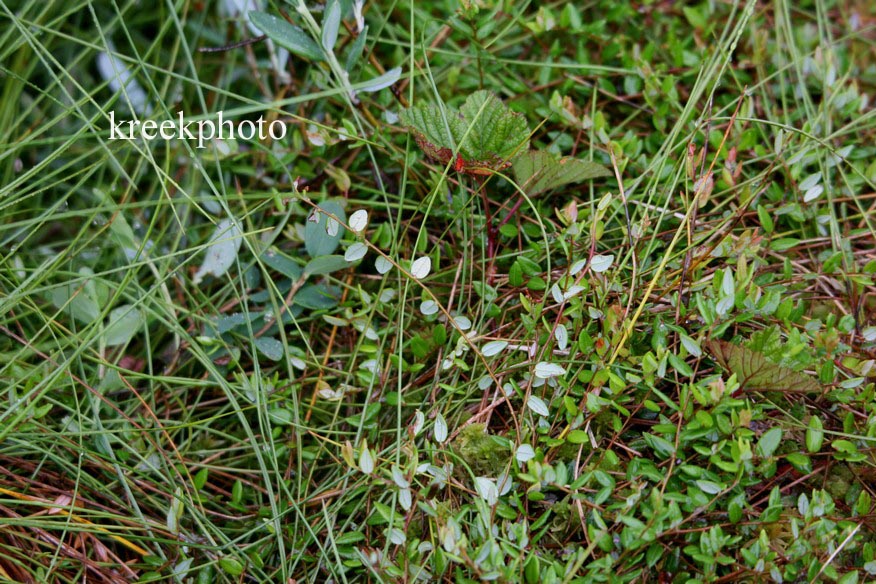 Vaccinium oxycoccus
