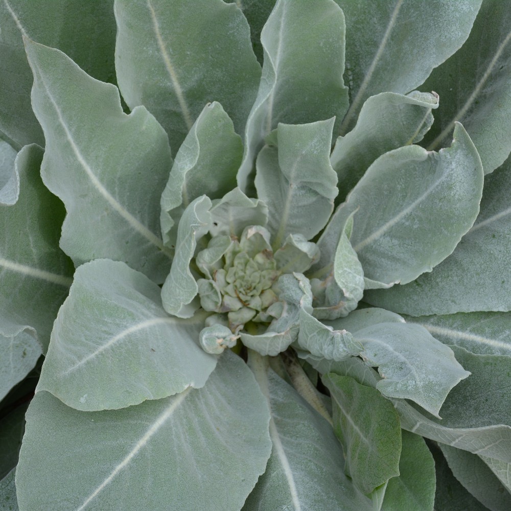 Verbascum bombyciferum