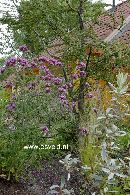 Verbena bonariensis 'Lollipop'