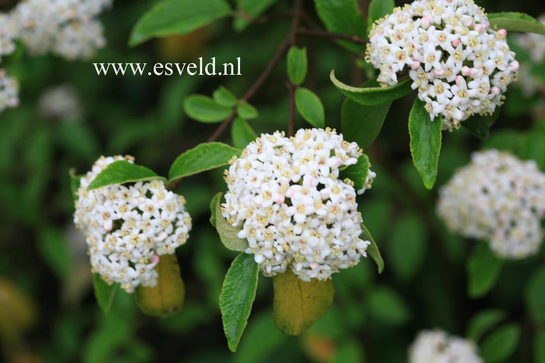 Viburnum 'Chesapeake'