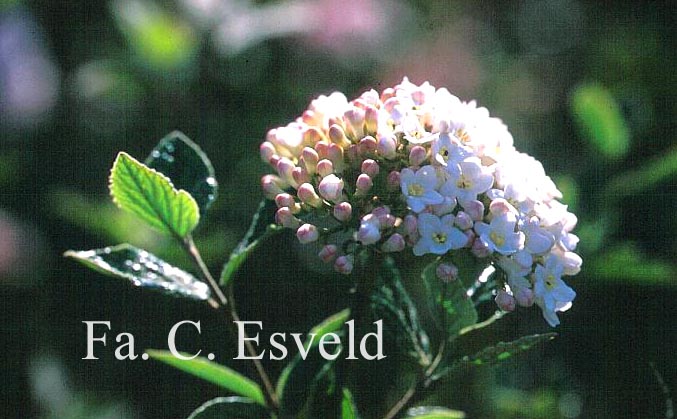 Viburnum burkwoodii 'Chenault'