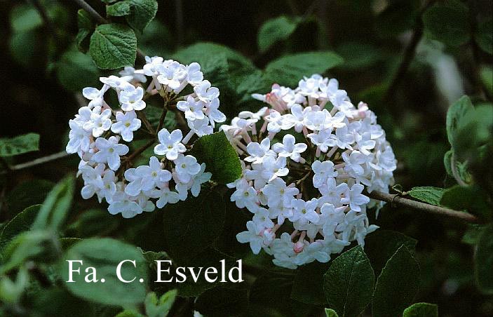 Viburnum burkwoodii 'Fulbrook'