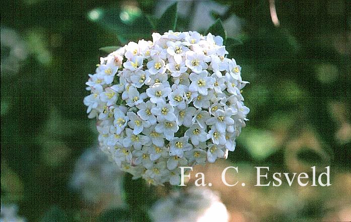Viburnum burkwoodii 'Park Farm Hybrid'